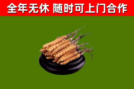 三门峡市回收散虫草